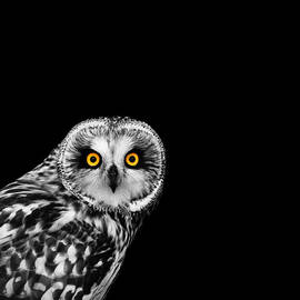 Short-Eared Owl by Mark Rogan