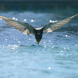 Swallow drinks from pool by Bryan Allen