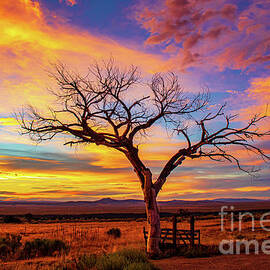 Taos Welcome Tree with amazing sunset  by Elijah Rael