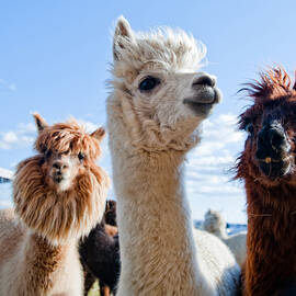 Three Funny Alpacas by Julien