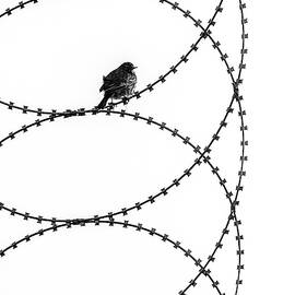 Transformation by Ibrahim Canakci