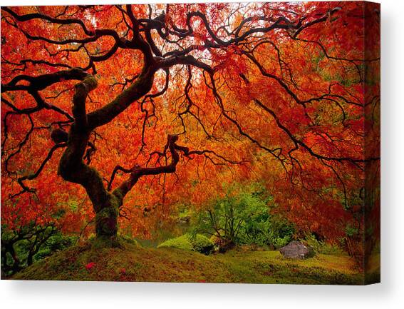 Tree Fire Canvas Art Print by Darren White