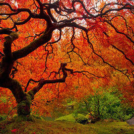 Tree Fire by Darren White