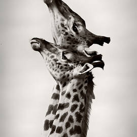 True Love by Wildphotoart