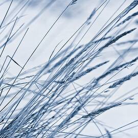 winter breeze by Priska Wettstein
